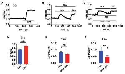 Cyclopiazonic Acid-Induced Ca2+ Store Depletion Initiates Endothelium-Dependent Hyperpolarization-Mediated Vasorelaxation of Mesenteric Arteries in Healthy and Colitis Mice